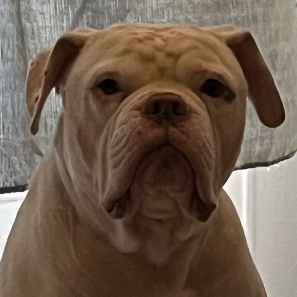 robdogs456